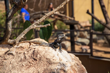 A green iguana standing on a boulder with trees and cactus at the Phoenix Zoo in Phoenix Arizona USA