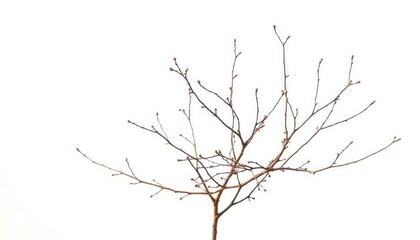 Delicate, bare branches isolated against a pure white backdrop, element, photography