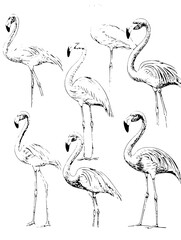 Obraz premium Vector engraved illustration featuring various poses of flamingos for product design