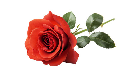 Fototapeta premium red rose isolated on white background , transparent png 