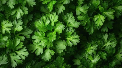 Rows of green parsley plants growing create a texture of local vegetable planting with farm fresh organic raw cilantro grass leaves.
