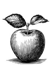 Vector engraved apple illustration for product design in a vintage style with detailed line work