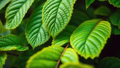 Fototapeta premium Vibrant green leaves, intricate detail, sharp focus, vibrant, jungle