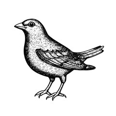 Fototapeta premium Vector engraved illustration of a bird for product design and decorative use
