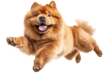Chow Chow dog joyfully jumping in a playful manner against a bright white background