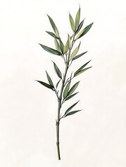 Obraz premium Serene Bamboo Branch: Detailed illustration of a graceful bamboo branch, displaying lush green leaves and slender stem, embodying simplicity and natural elegance.