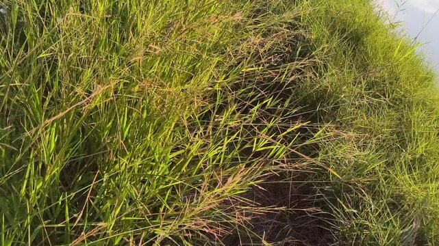 Wild feather finger grass grows along the coastal pond path. Chloris virgata