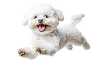 Happy white dog joyfully jumping in mid-air with a playful expression in bright light