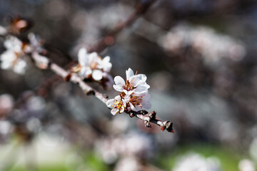 Purple Plum Spring Blossom