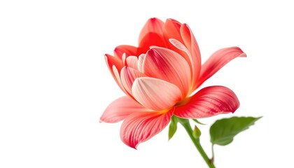 A single vibrant bloom, petals unfurled, against pure white,  high-resolution, texture