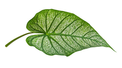 Obraz premium Exquisite caladium leaf isolated on transparent background - tropical botanical png.
