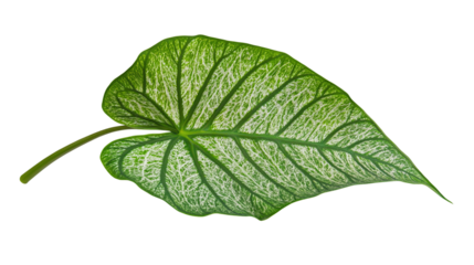 Exquisite caladium leaf isolated on transparent background - tropical botanical png.