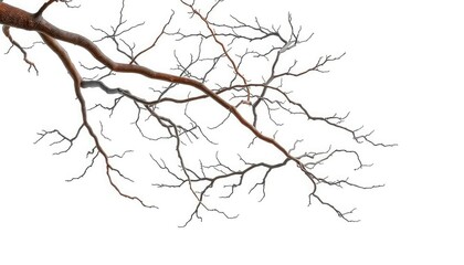 Obraz premium Bare, intricately branched tree limbs isolated on pure white, woody, pattern