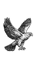 Vector engraved illustration of a soaring hawk with outstretched wings for product design purposes