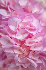 Delicate white and pink roses close up