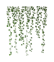 Fototapeta premium Lush green ivy trailing down from above enhances indoor spaces with a touch of nature for decor and design projects, cut out
