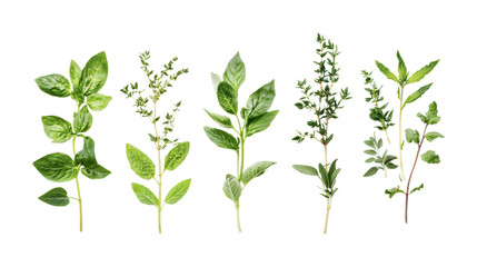 Fototapeta premium Fresh herbs collection featuring basil, thyme, mint, oregano, and sage for culinary use and gourmet cooking inspiration, cut out