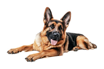 Obraz premium This German shepherd dog is lying down in a relaxed pose, displaying its striking fur and attentive demeanor, cut out