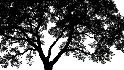 Single, majestic tree silhouetted against a pure white backdrop, nature, spring