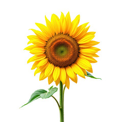 Fototapeta premium Sunflower on Transparent Background