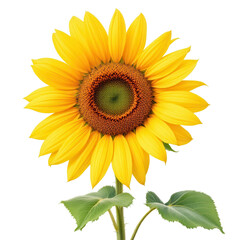 Fototapeta premium Sunflower on Transparent Background