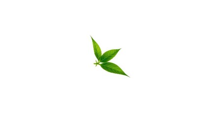 Fototapeta premium Single vibrant green plant, isolated on pure white, photography, illustration