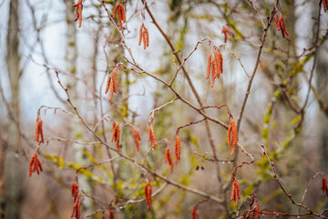 A detailed view of alder tree catkins hanging from thin branches, signaling early spring. The reddish-brown catkins contrast against the blurred forest background, capturing nature’s renewal.