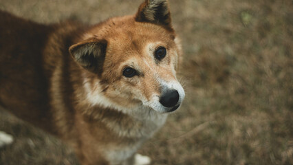 Loyal Dog Portrait: Expressive Eyes and Detailed Fur