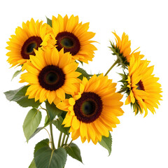 Fototapeta premium Sunflower Bouquet on Transparent Background