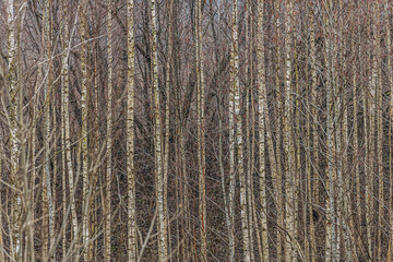 A dense forest of slender birch trees with bare branches stands in early spring. The intricate network of trunks and twigs creates a textured, natural pattern in the woodland landscape.