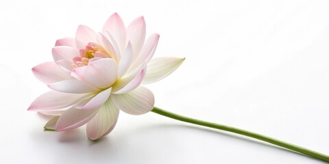 White flower on white background. A minimalist design