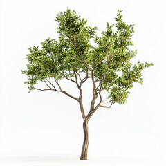 Obraz premium A single green tree isolated on a white background