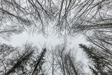 mesmerizing upward view of tall, leafless trees stretching their intricate branches toward a gray winter sky. The natural symmetry creates a captivating and moody forest scene.