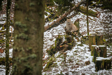 A lynx sits alert on a mossy tree stump in a snowy forest, blending into its surroundings. The winter landscape, with fallen logs and tree stumps, enhances the wild atmosphere.