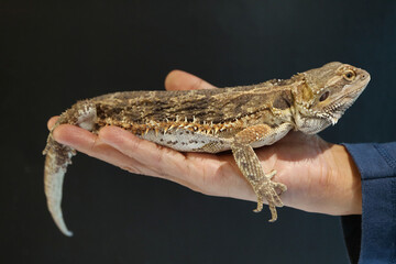 A Bearded Dragon Relaxing on Human's Palm