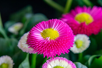 daisy in various colors. small beautiful flowers on a macro scale. first signs of spring.