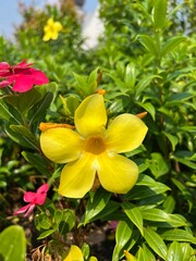 A vibrant yellow flower blooms among lush green foliage, with hints of pink flowers in the background, creating a colorful and lively garden scene.