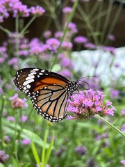 A vibrant monarch butterfly perched on a purple flower, surrounded by lush greenery, showcasing nature's beauty and delicate details.