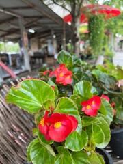 A close-up of vibrant red begonias with lush green leaves, set against a blurred background of a...
