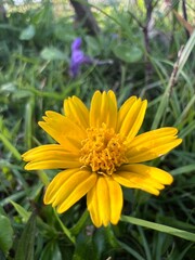 A vibrant yellow flower blooms amidst lush green grass and foliage, showcasing its intricate petals and lively appearance.