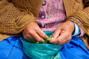 hands of adult aymara woman in pollera consuming coca leaf in the backyard of her house - concept...