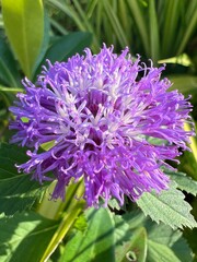 A vibrant purple flower blooms amidst lush greenery, showcasing intricate petals and a unique shape that attracts attention.