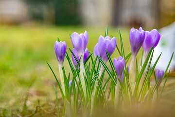 Emerging purple crocus flowers on a beautiful spring day. Nature comes to life after winter. macro flowers with blurred background. flowers in the garden in early spring