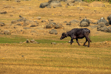 The Murrah buffalo of Maharashtra mainly kept for milk production