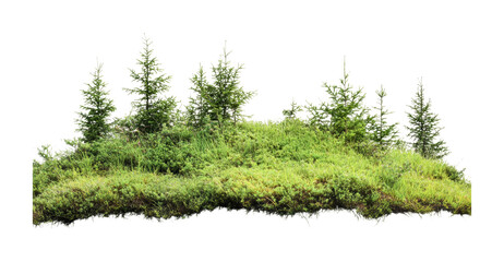 Fototapeta premium Lush green landscape featuring evergreen trees and vibrant undergrowth in a natural setting suitable for outdoor design projects, cut out