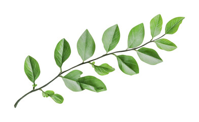 Fototapeta premium Green leaf branch with vibrant foliage suitable for botanical projects and nature-themed designs, cut out