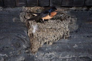 A barn swallow Hirundo rustica sits atop its mud nest tucked in the shadows under a rustic old wooden bridge