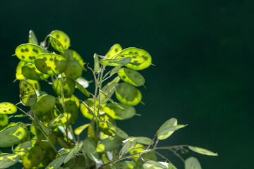 Green leafy background. Lunaria annua leaves. Dried flower money plant.