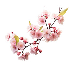 cherry blossom branch on transparent background