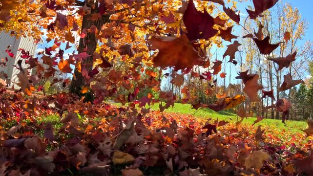 Colorful Fall leaves blowing around in sunlight, ultra slow motion.